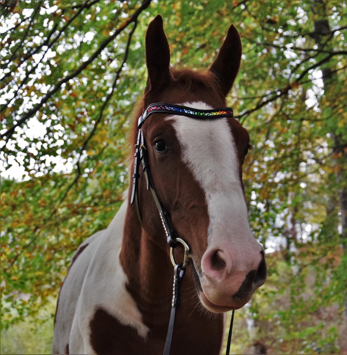 Anden særlig race Thusgaard's Yakari billede 9