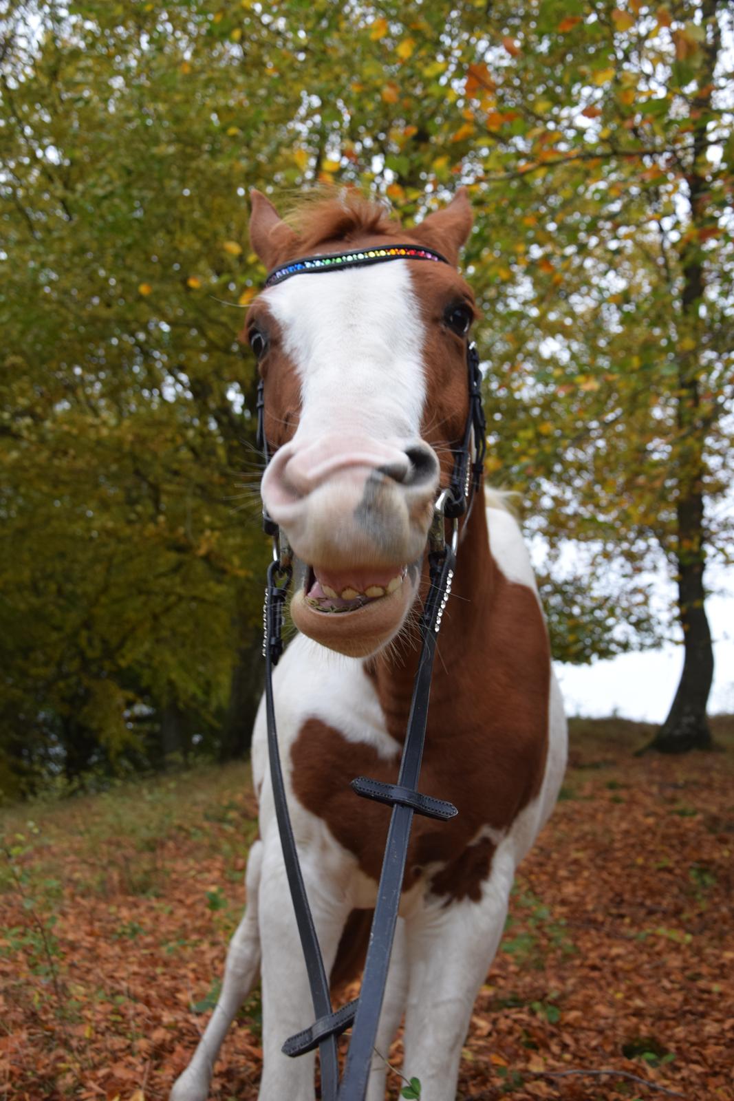 Anden særlig race Thusgaard's Yakari billede 20