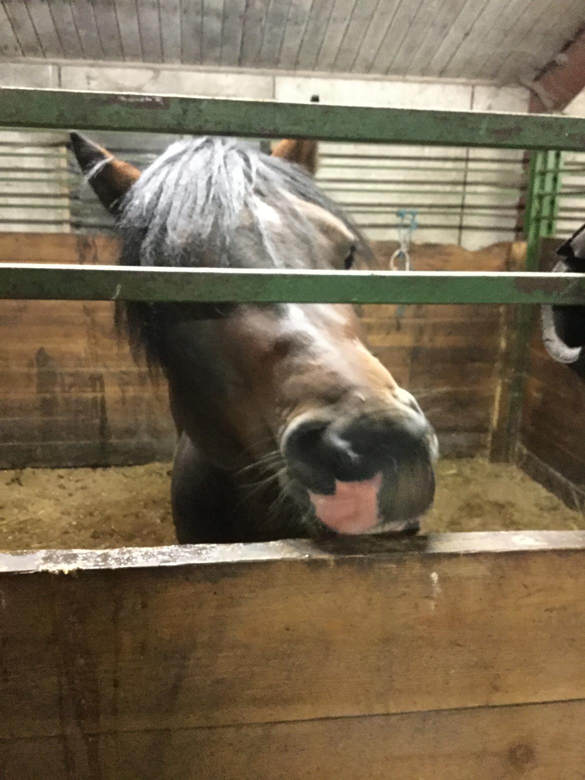 Welsh Cob (sec D) drogeta flash harry billede 3