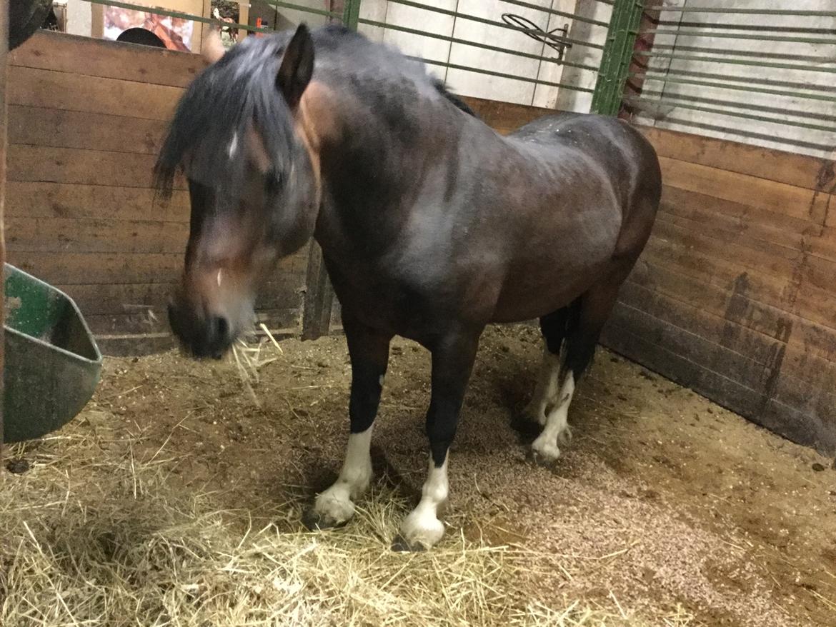 Welsh Cob (sec D) drogeta flash harry billede 5