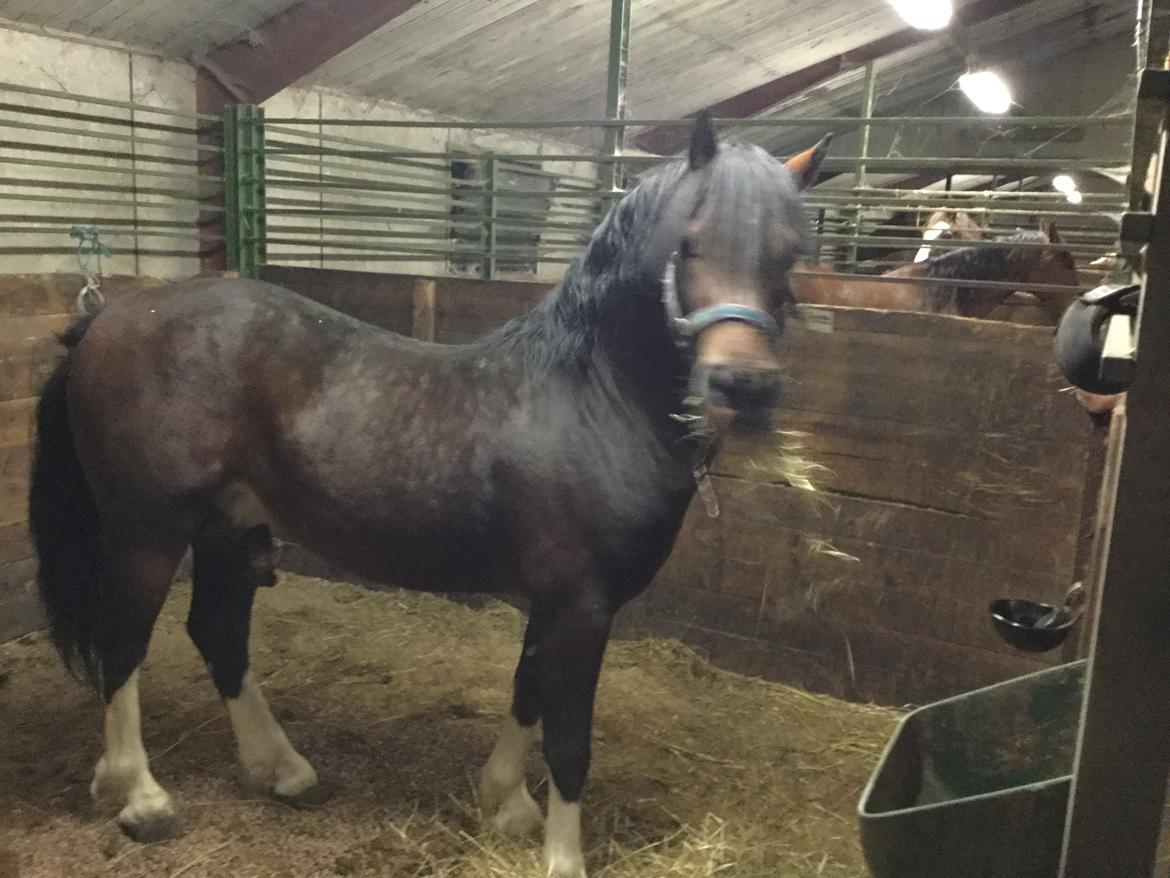 Welsh Cob (sec D) drogeta flash harry billede 4