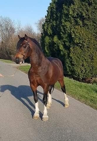 Welsh Cob (sec D) drogeta flash harry billede 6