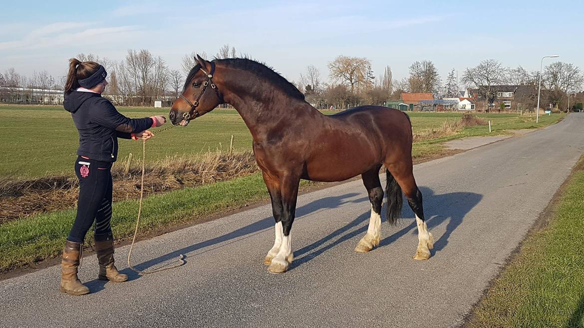 Welsh Cob (sec D) drogeta flash harry billede 7