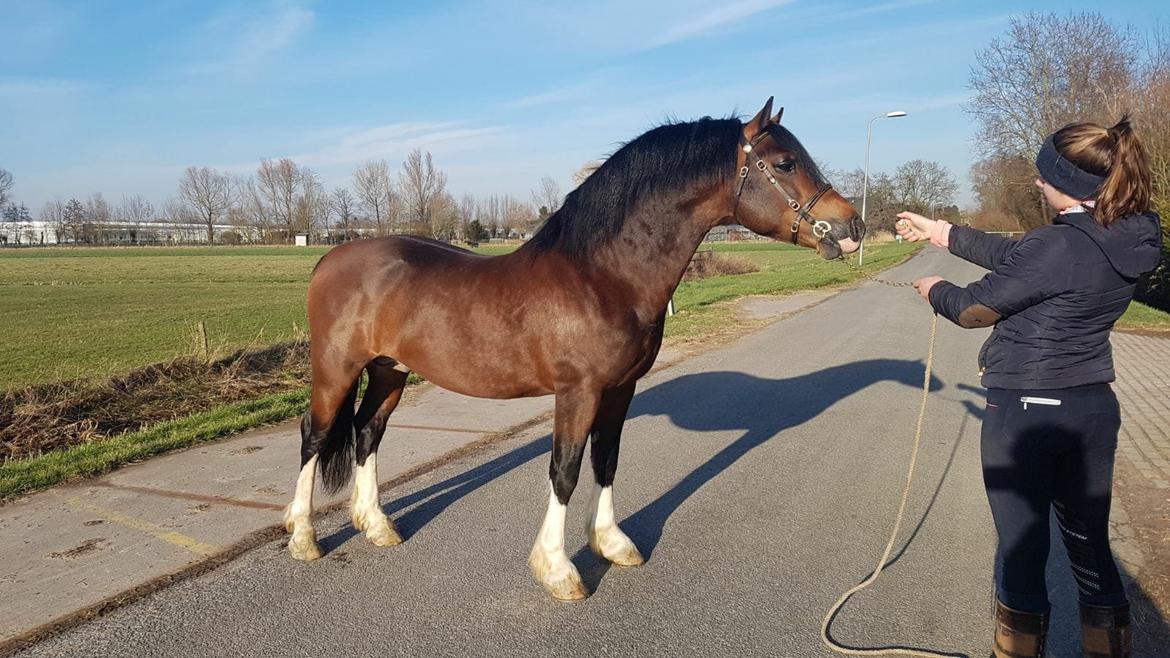 Welsh Cob (sec D) drogeta flash harry billede 8