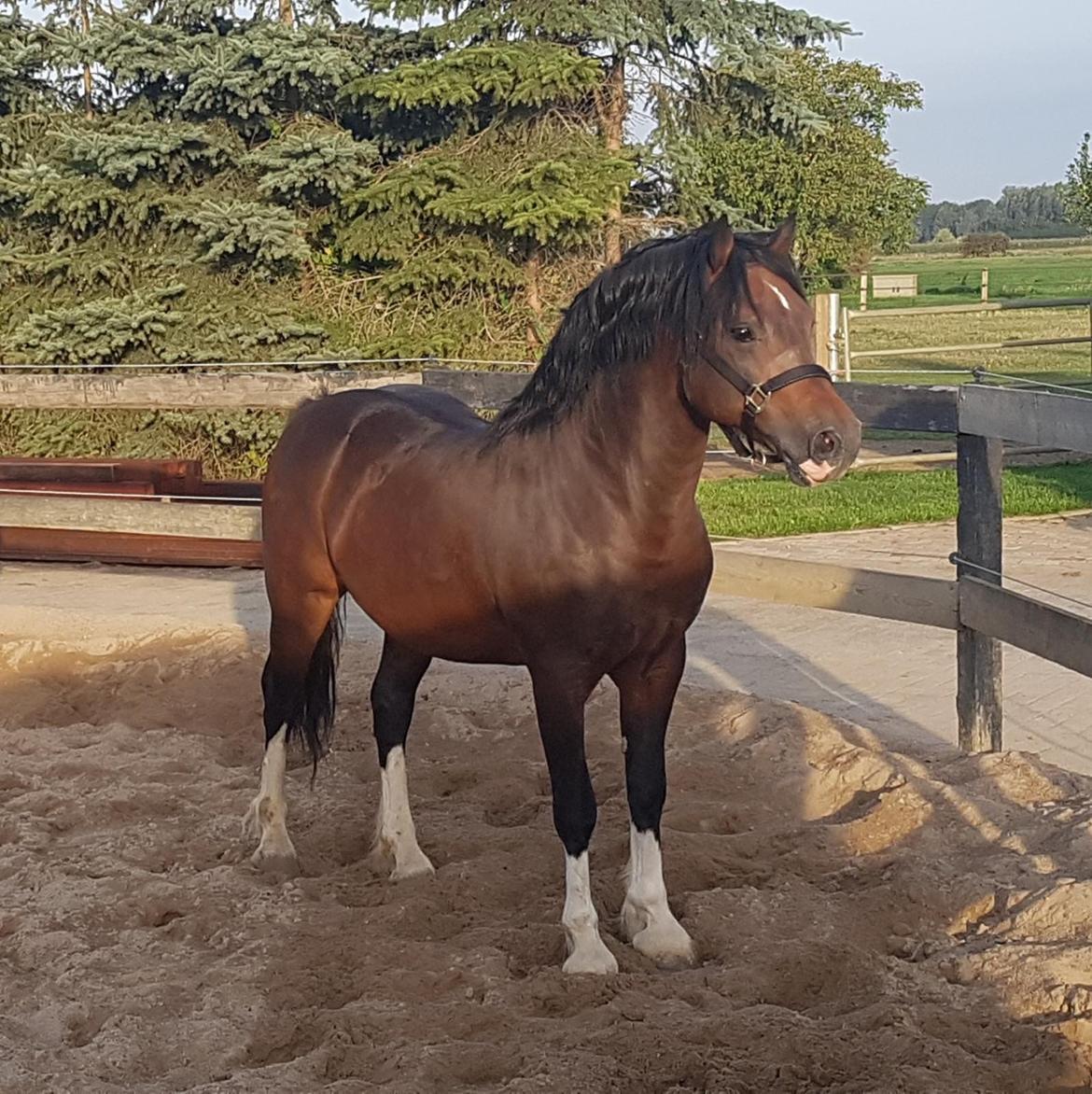 Welsh Cob (sec D) drogeta flash harry billede 9