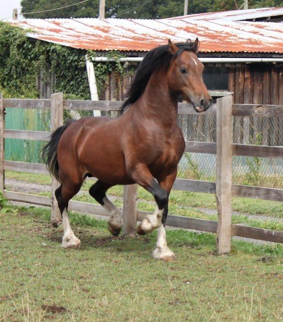 Welsh Cob (sec D) drogeta flash harry billede 10