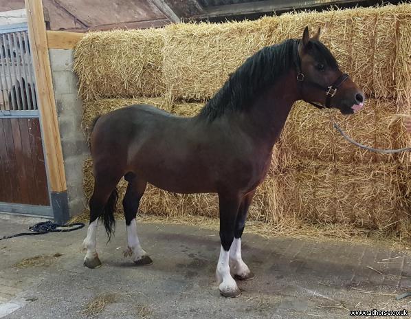 Welsh Cob (sec D) drogeta flash harry billede 11