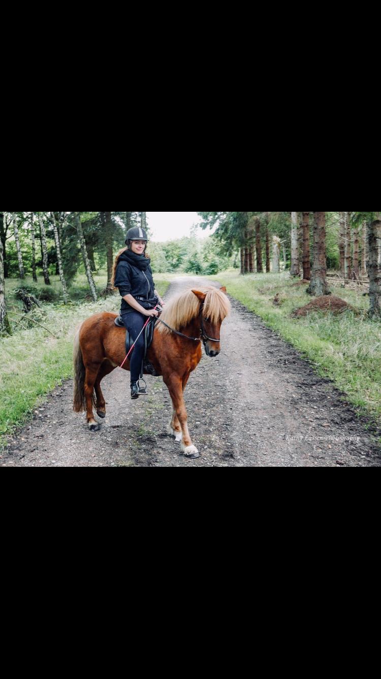 Islænder Dreki fra Hoelgaard billede 13