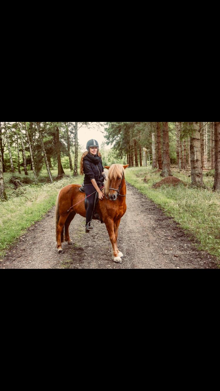 Islænder Dreki fra Hoelgaard billede 14