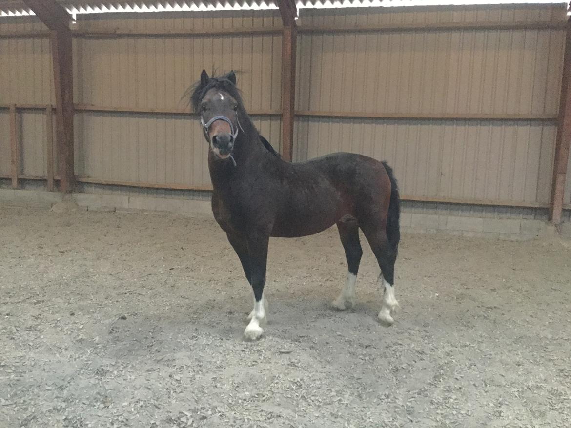 Welsh Cob (sec D) drogeta flash harry billede 14