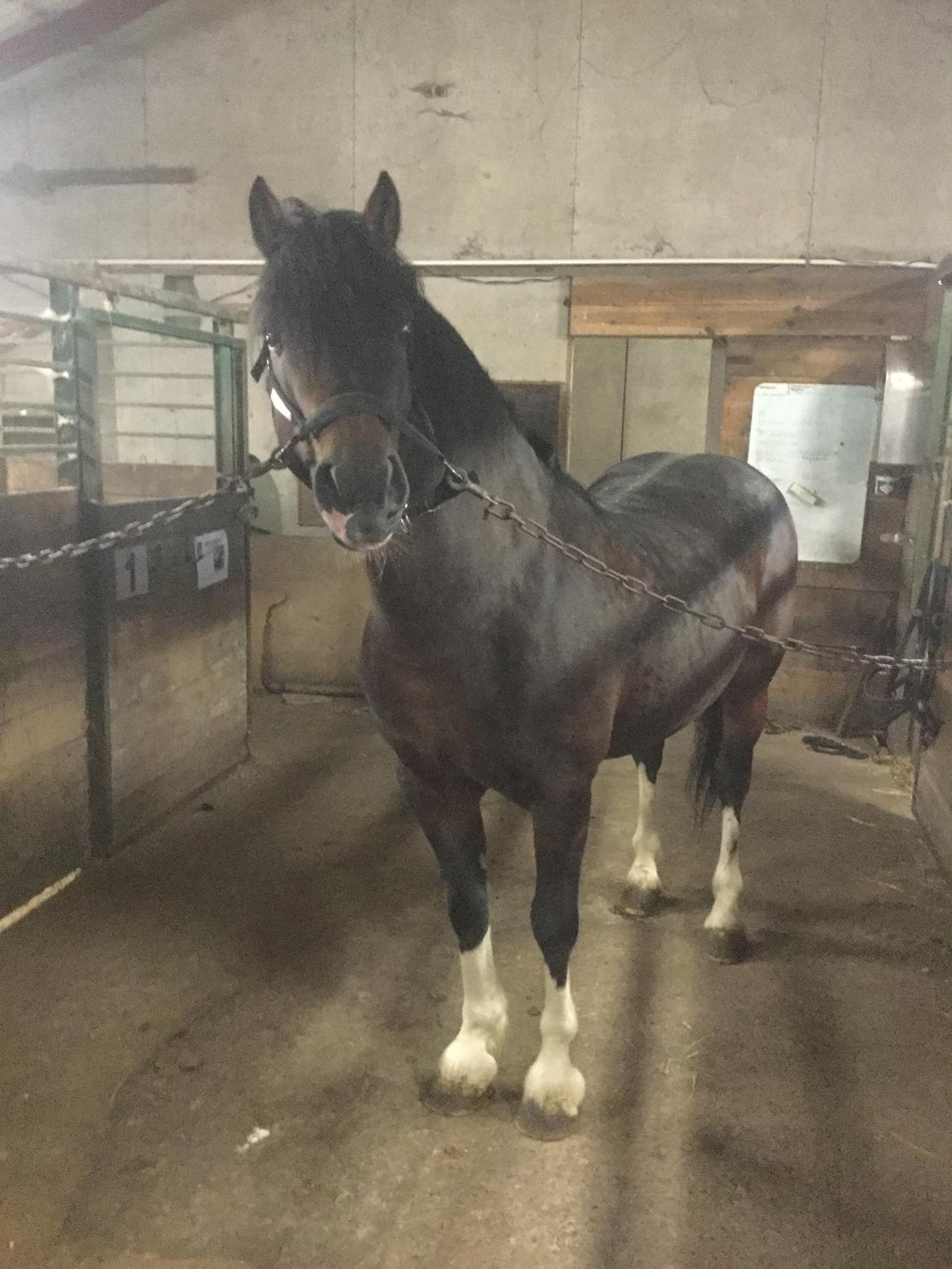 Welsh Cob (sec D) drogeta flash harry billede 16