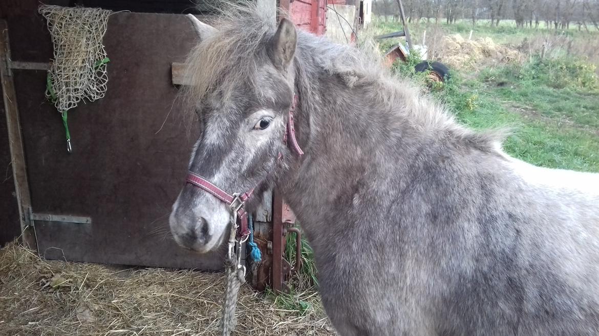 Knabstrupper Rughavens abby - 31 Oktober med mig oppe ved togvogn billede 15