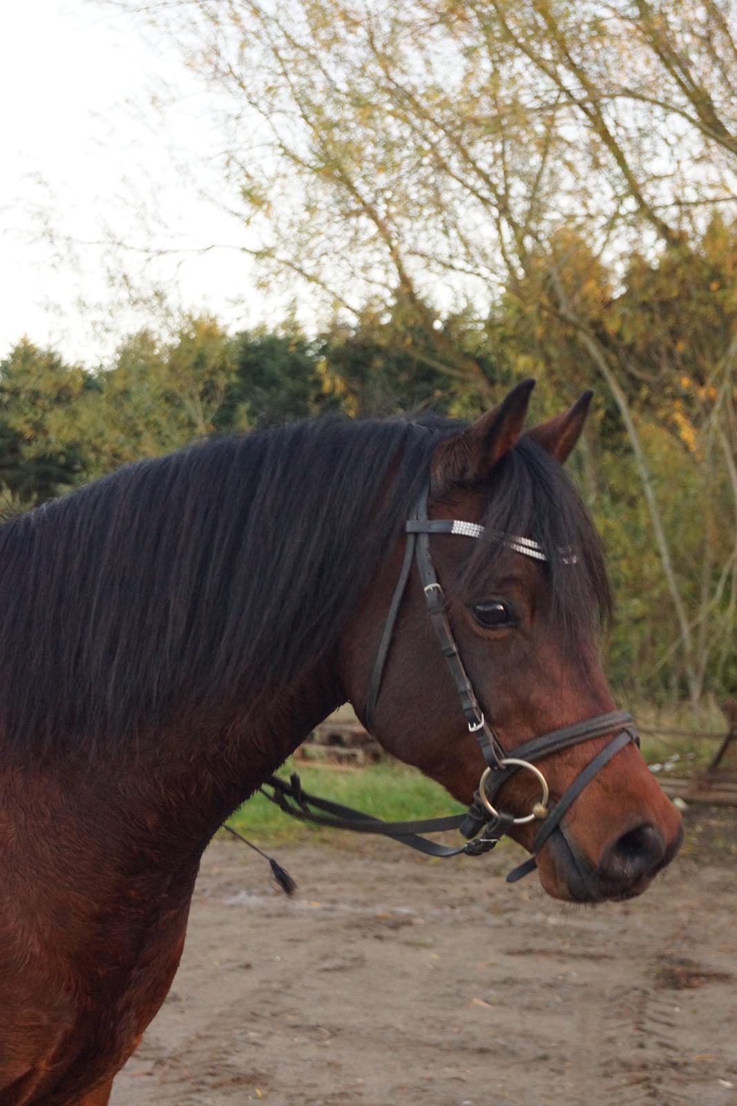 Welsh Partbred (Sec F) | Eowyns Orlando | billede 1