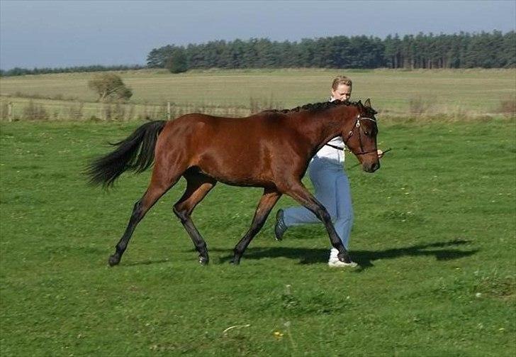 Welsh Partbred (Sec F) | Eowyns Orlando | - Oktober Show for 1 og 2 års plage billede 3
