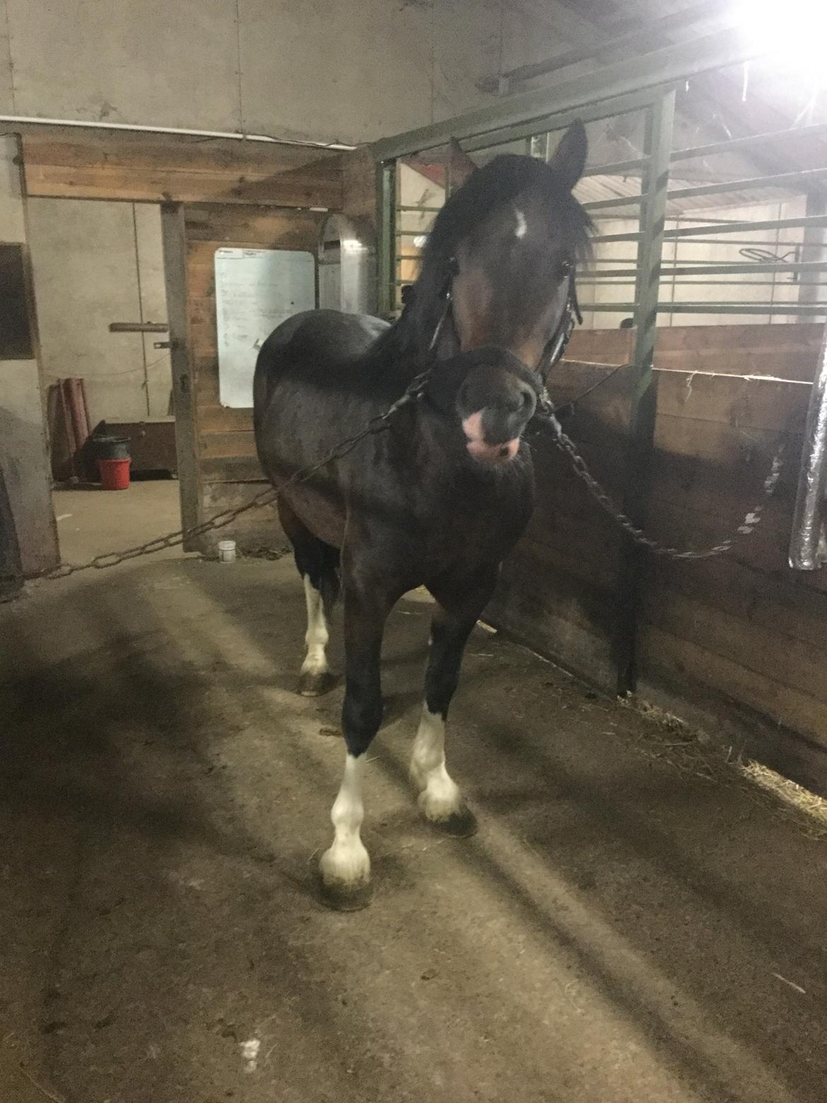 Welsh Cob (sec D) drogeta flash harry billede 17