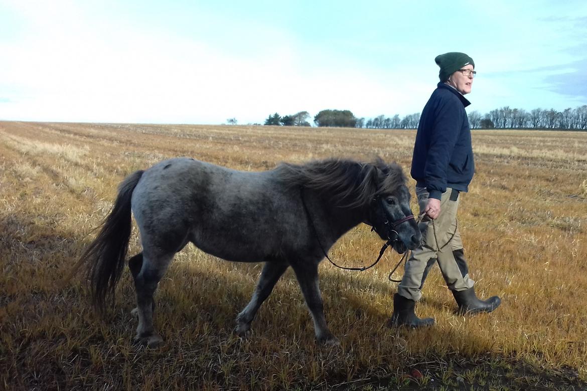 Knabstrupper Rughavens abby billede 16