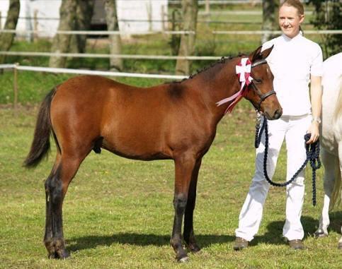 Welsh Partbred (Sec F) | Eowyns Orlando | - Årets bedste føl i WPBR-klassen til Jysk føl og plagskue 2010 billede 4