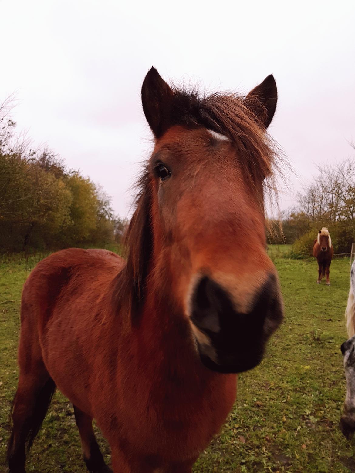 Islænder Sigurdur fra Lindegården SOLGT billede 30