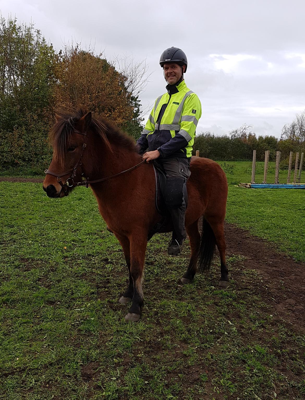 Islænder Sigurdur fra Lindegården SOLGT billede 31