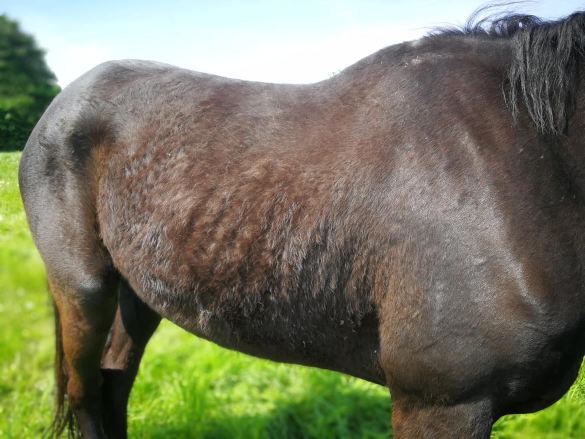 Dansk Varmblod Sundhøjs Duke (Duggie) - Duke i maj Før medicin  billede 31
