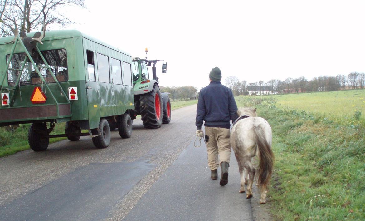 Knabstrupper Rughavens abby - seje Abby på vejen for første gang d. 4 November billede 13