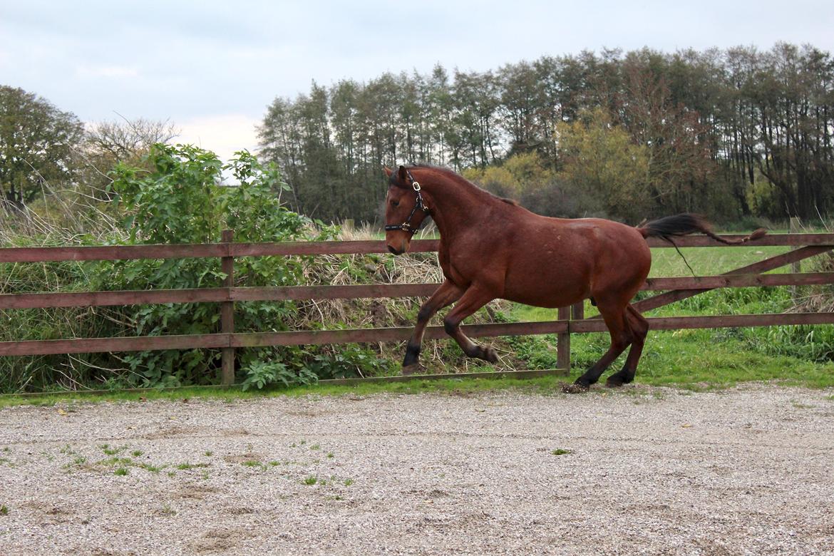 Frederiksborg Toby A Bjældsø - 04-11-2018 billede 13