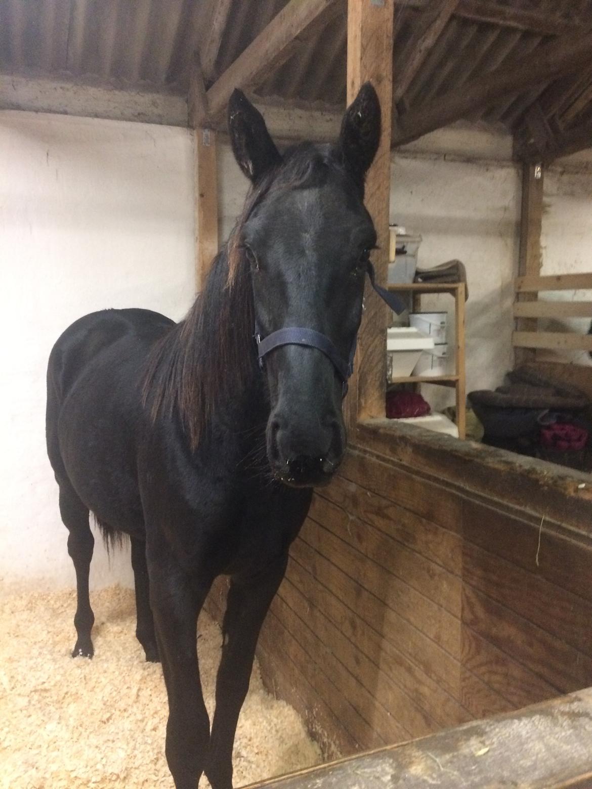 Oldenborg Freiherr af Hvarre billede 1