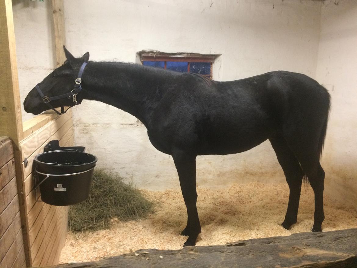 Oldenborg Freiherr af Hvarre billede 4