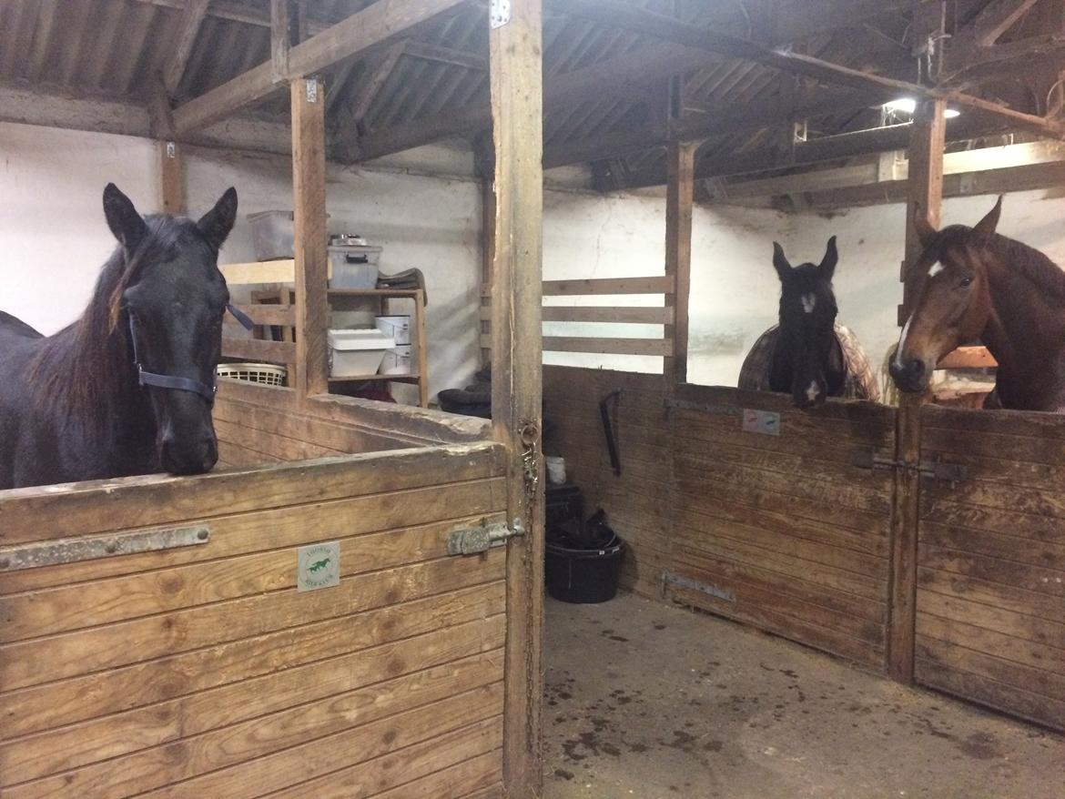 Oldenborg Freiherr af Hvarre billede 3