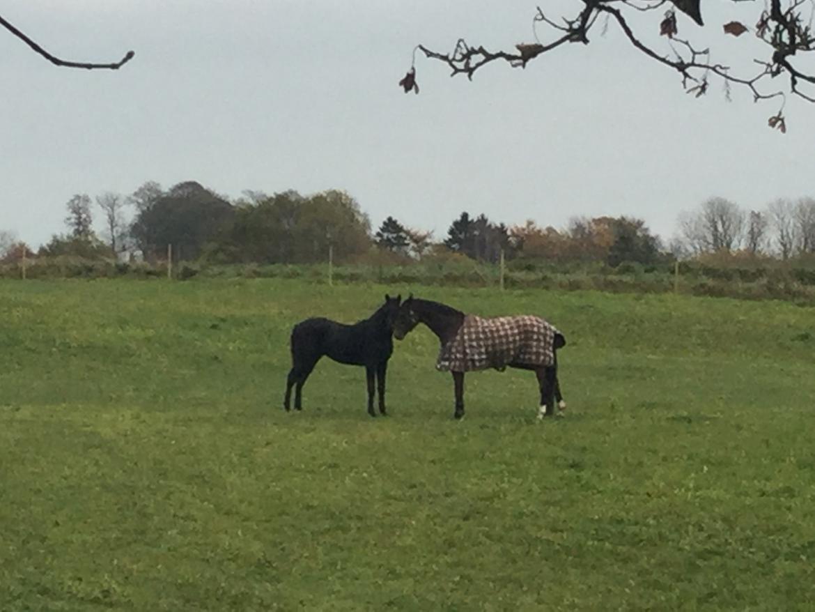 Oldenborg Freiherr af Hvarre billede 5