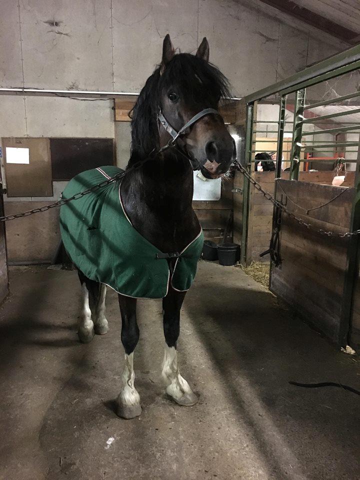 Welsh Cob (sec D) drogeta flash harry billede 2