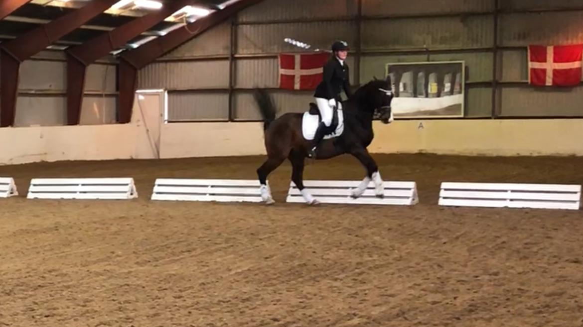 Holstener Kiss Me Quick - LD2 stævne på hjemmebane d. 27 og 28 oktober 2018. Når han synes der skal ske lidt.. billede 17