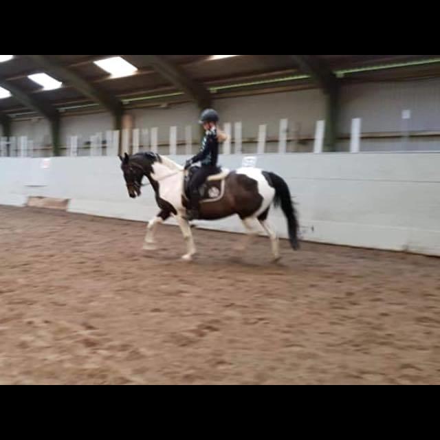 Pinto Pinte billede 6