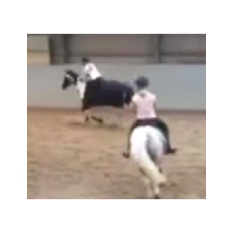 Pinto Pinte billede 7