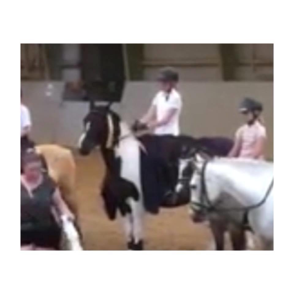 Pinto Pinte billede 8