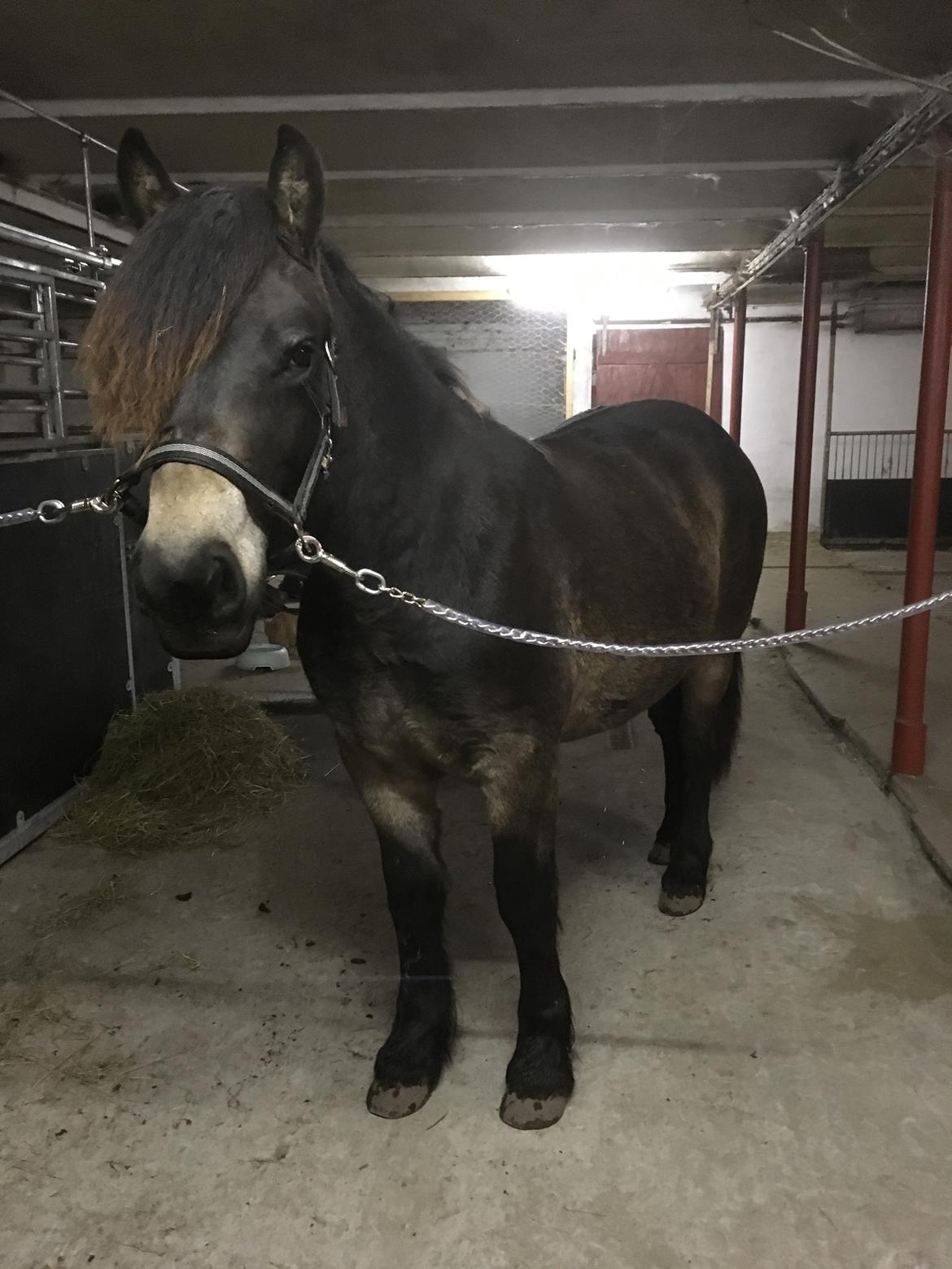 Nordsvensk Skovhest Ry's Zally - 05.11.18 billede 11