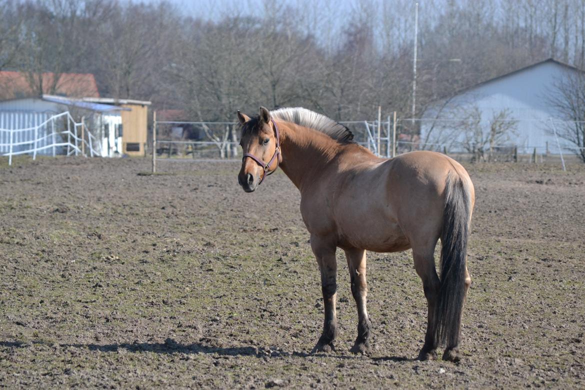 Anden særlig race Alfons Åberg (Åberg) billede 5