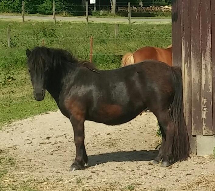 Shetlænder Tusindfryds happy-veva billede 6