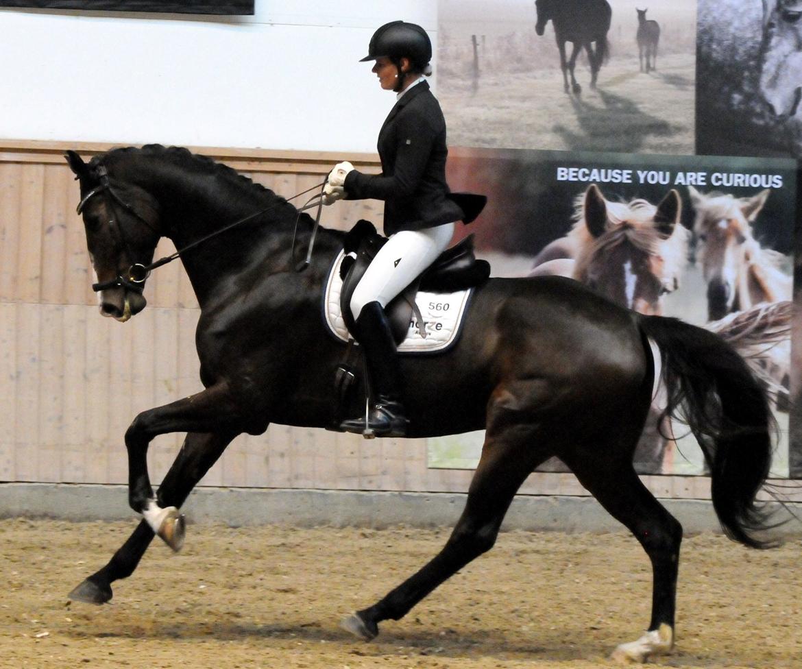 Dansk Varmblod Fitzmo billede 2