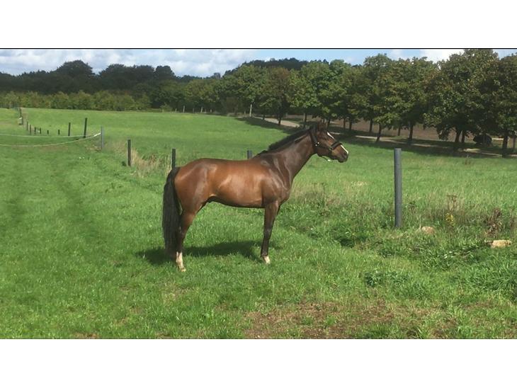 {{currentPhoto.altText}} billede {{currentPhoto.number}}