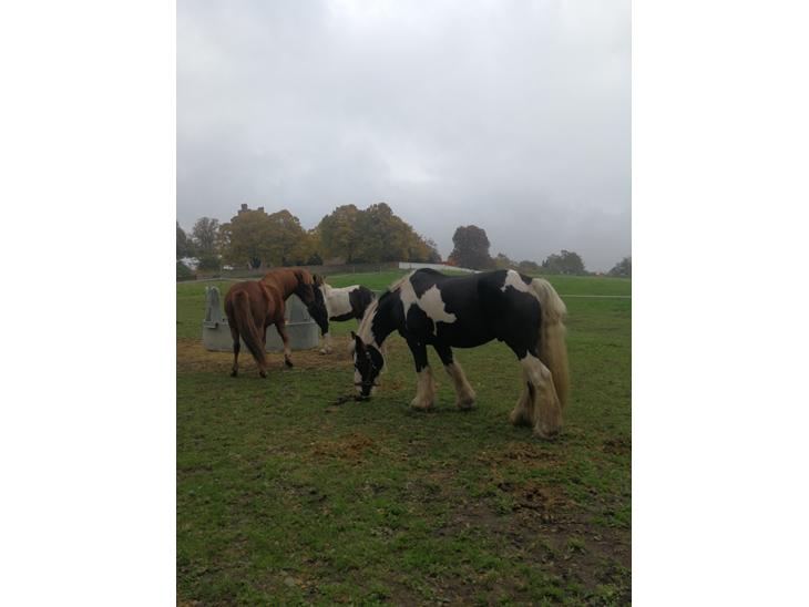 {{currentPhoto.altText}} billede {{currentPhoto.number}}