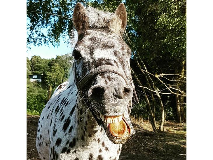 {{currentPhoto.altText}} billede {{currentPhoto.number}}