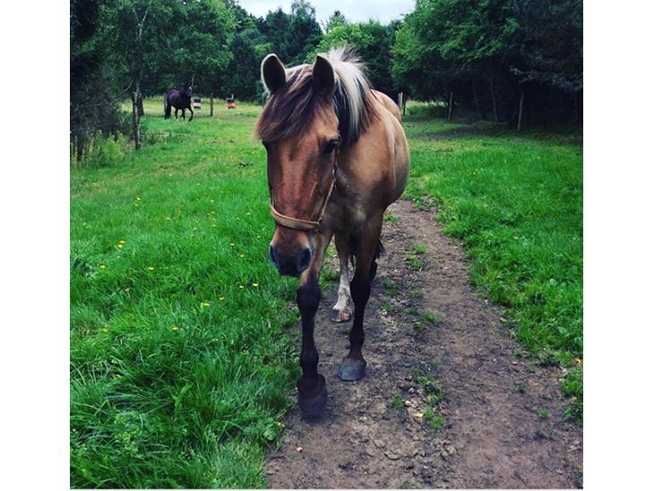 {{currentPhoto.altText}} billede {{currentPhoto.number}}