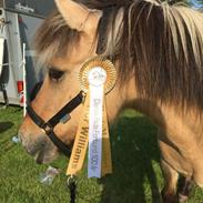 Islænder Lýsingúr fra Skovager