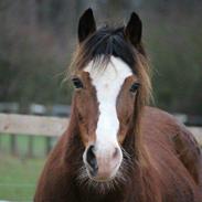 Welsh Pony af Cob-type (sec C) Gribsvad's Lady Jo