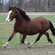 Welsh Pony af Cob-type (sec C) Gribsvad's Lady Jo