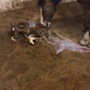 Welsh Pony af Cob-type (sec C) Gribsvad's Lady Jo