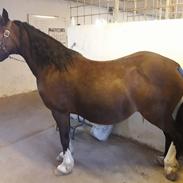 Welsh Pony af Cob-type (sec C) Gribsvad's Lady Jo