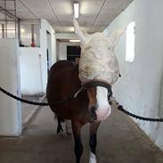Welsh Pony af Cob-type (sec C) Gribsvad's Lady Jo