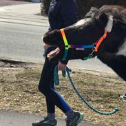 Anden særlig race Rasmus klump
